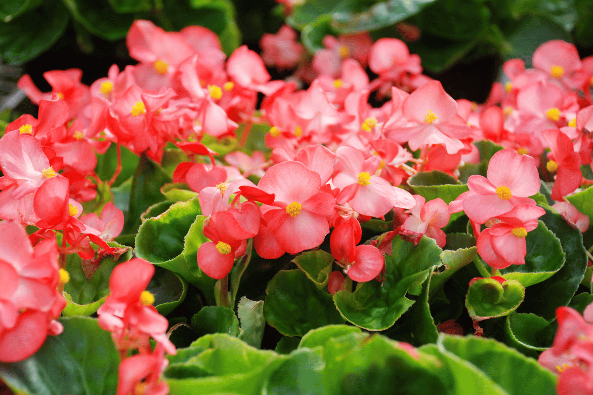 How to grow and care for begonias.png